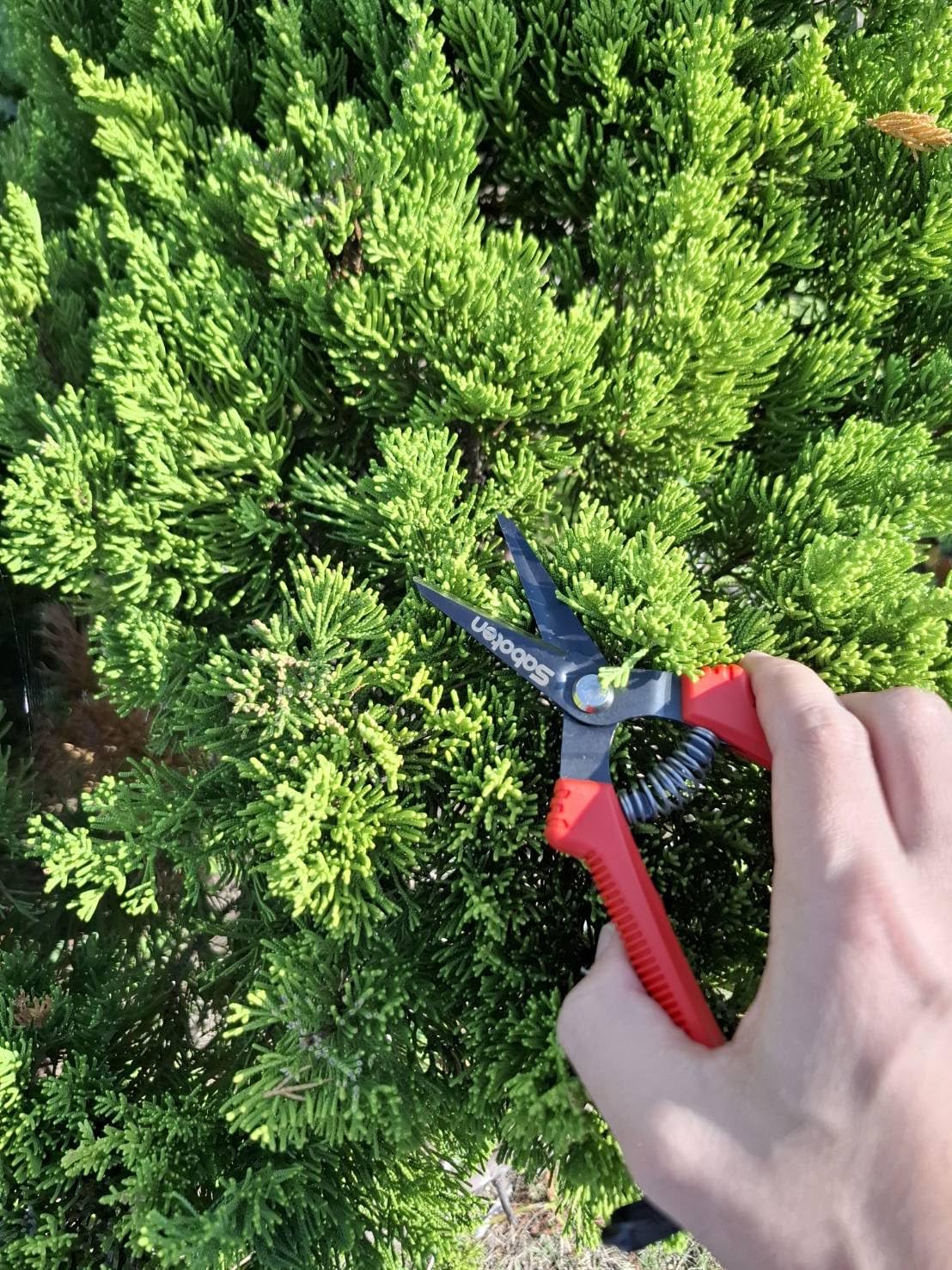 Saboten SD-8 Japanese Micro Tip Harvesting Snips, Ultra-Light 2.3 oz (65g) Pruning Scissors for Herbs, Flowers & Vegetables, HRC60 Blade Steel, Spring Action + Safety Lock, Made in Japan
