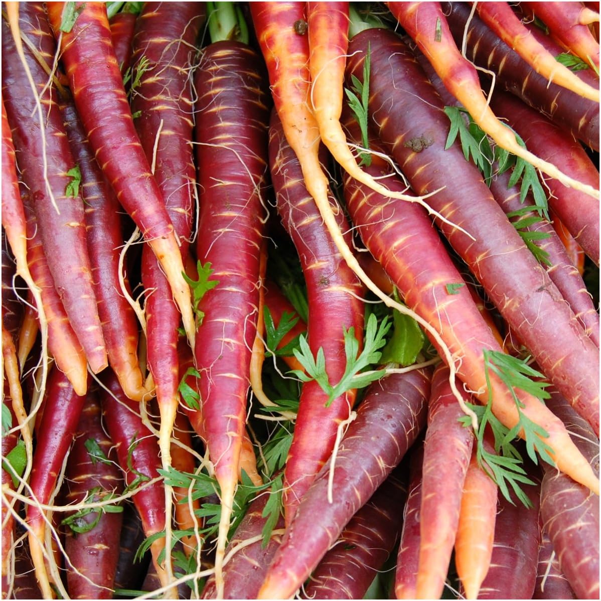 (1 Pack) Seed Needs Carrot Seeds for Planting Cosmic Purple Carrots - Non-GMO Heirloom & Untreated Vegetable Seed