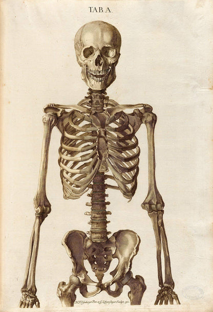 Two Skeletons - Antique Science Lab Wall Prints, Classic Medical Orthopedic and Nursing Student Accessories, Horror Theme Halloween Party Decor and Gift, Set of 4 Photos 8x10 Unframed Art Print Poster