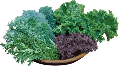 100 Burpee Kale Blend Kale Seeds seeds