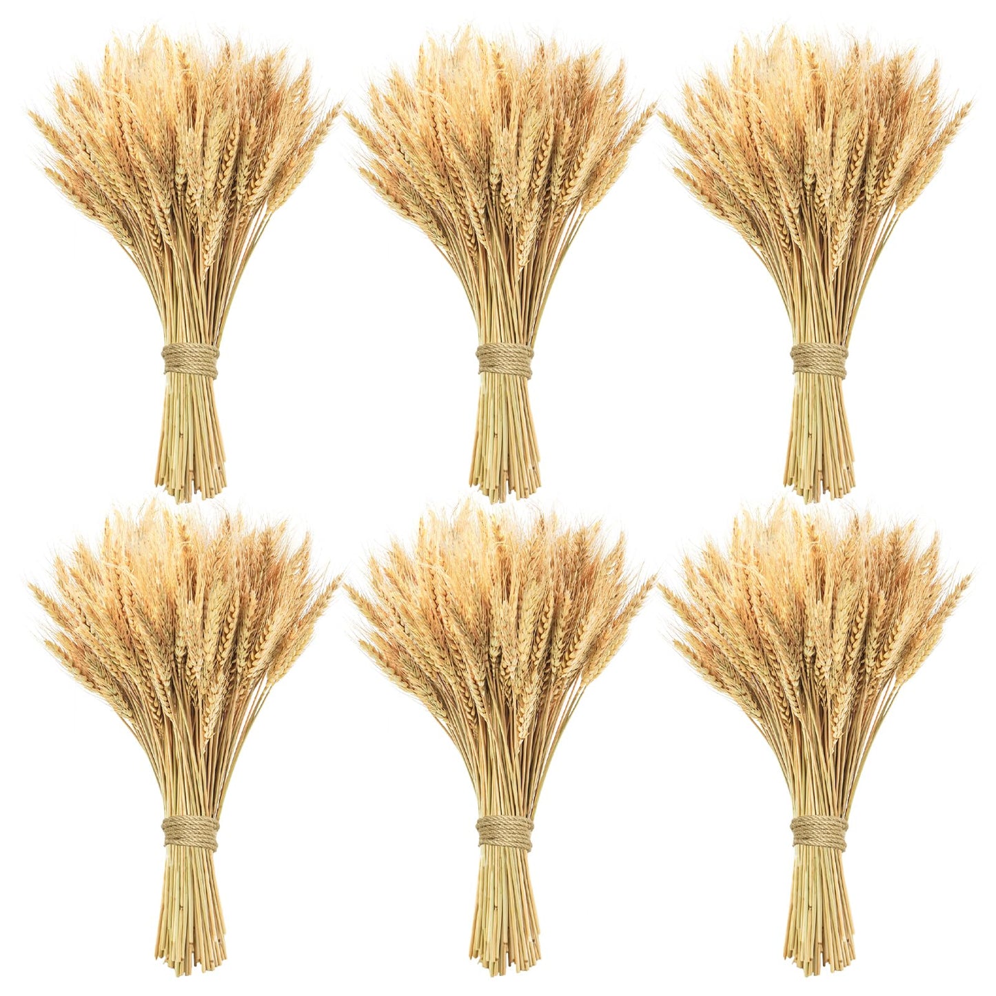 Phliofd 600 Stems Natural Dried Wheat Stalks, 18 inches Dried Wheat Grass Bundle Wheat Sheaves Wreath for Flowers Arrangement Wedding Table Centerpieces Home Kitchen Office DIY Party Décor