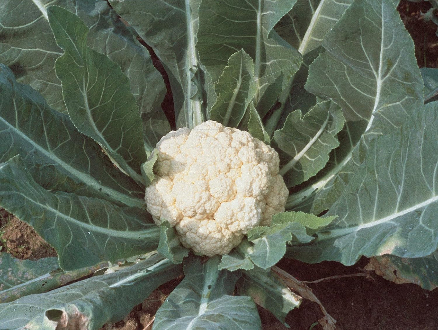 100 Burpee Snowball Self-Blanching Cauliflower Seeds seeds