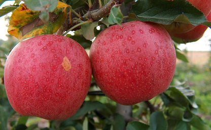 3 Gala Apple Tree - Grow Fresh Fruit - Live Plant Shipped Feet Tall by DAS Farms