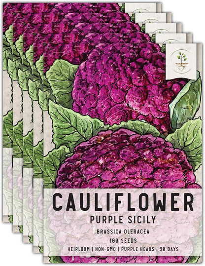 (5 Packs) Seed Needs Cauliflower Seeds for Planting Purple of Sicily Cauliflowers - Non-GMO Heirloom & Untreated