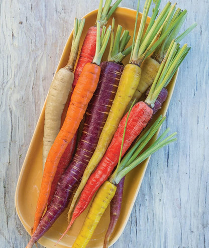 1500 Burpee Kaleidoscope Blend Carrot Seeds seeds