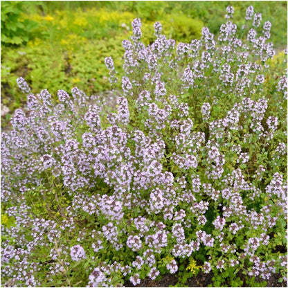 5,000 (1 Pack) Seed Needs, Mother of Thyme Creeping Thyme Seeds Seeds for Planting Thymus serpyllum - Perennial Flowers