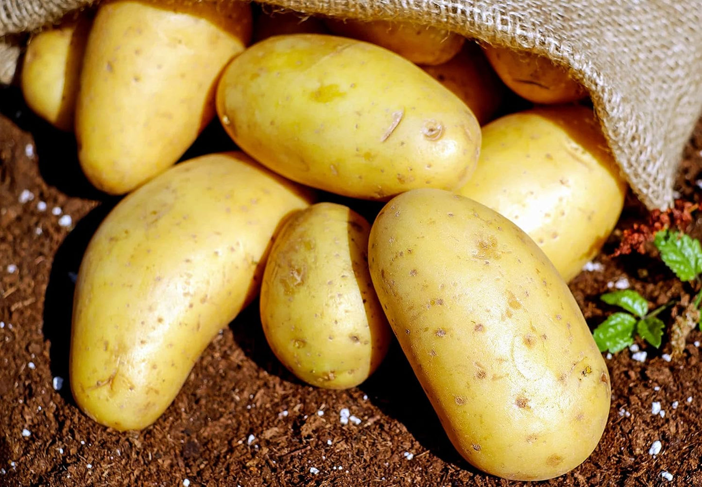 2026-5 TomorrowSeeds - Yukon Gold Seed Potatoes - USDA Certified for Growers Tuber Yellow Skin New Potato Garden
