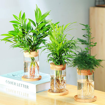 Hyuetrsa 6 Pcs Plant Propagation Terrarium Glass Propagation Vase Containers with Cork and Wooden Saucer for Hydroponic Plants Tabletop Decoration Jars for Plants (2.56 x 4 Inch)