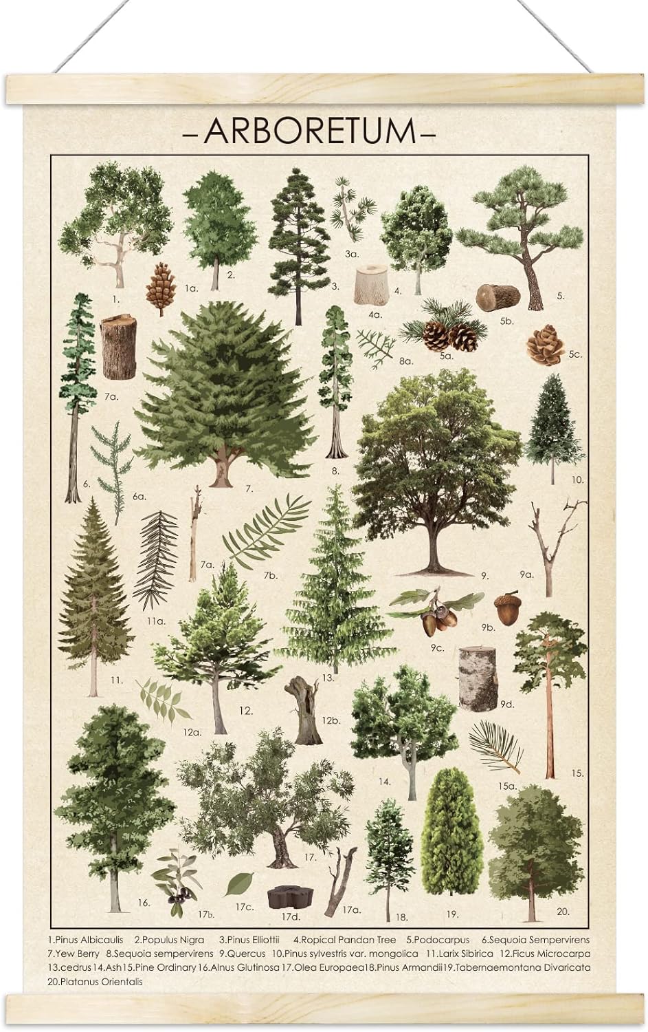 Tevxj Vintage Tree Poster Plant Wall Art Prints, Rustic Style Arboretum Wall Hanging Illustrative Reference Chart for