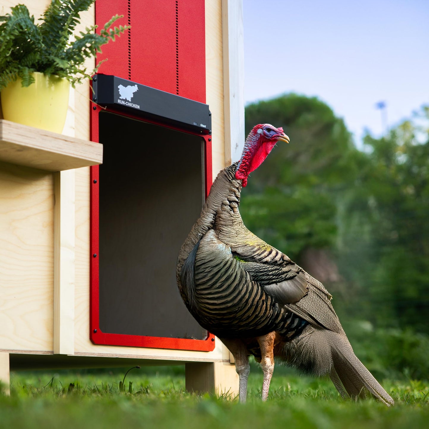 RUN-CHICKEN Door Giant – Large Automatic Poultry Coop Door for Ducks & Turkeys, Not for Chickens, Battery Powered/Solar Compatible, Heavy-Duty Aluminum, Predator Proof, Easy Install (Red)