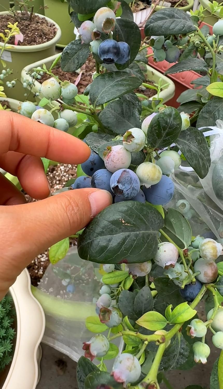 200 Blueberry Seeds for Planting Pcs