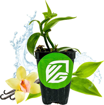 Vanilla Bean Orchid Live Plant - Vanilla planifolia by Wellspring Gardens - Fragrant Vanilla Beans, Versatile Vine