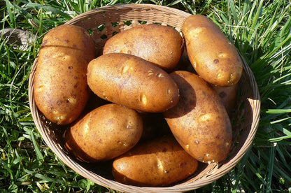 Russet Bulbs 2026-5 TomorrowSeeds - Seed Potatoes - USDA Certified for Growers Size B Non GMO Brown Burbank Idaho