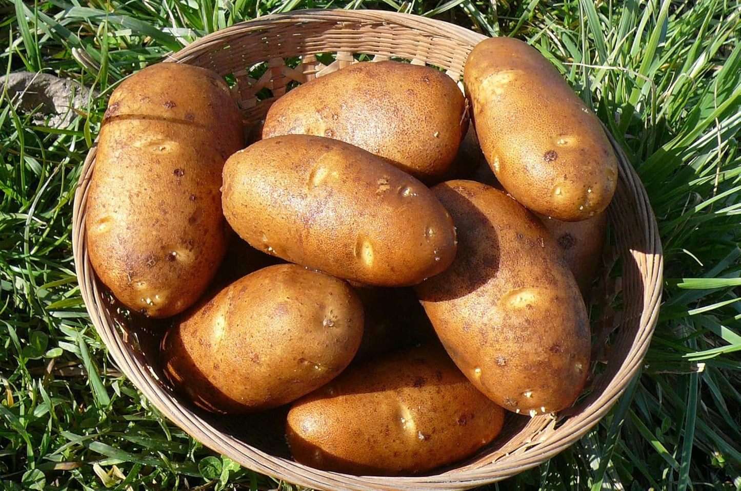 Russet Bulbs 2026-2 TomorrowSeeds - Seed Potatoes - USDA Certified for Growers Size B Non GMO Brown Burbank Idaho