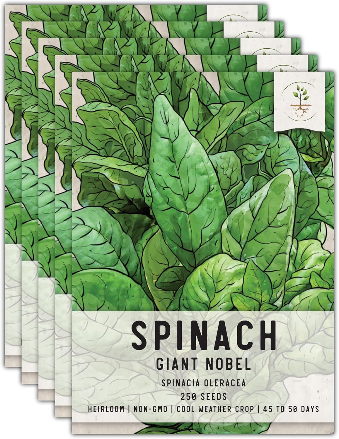 250 (5 Packs) Seed Needs, Giant Noble Spinach Seeds - Heirloom Seeds for Planting Spinacia oleracea - Make Your Own