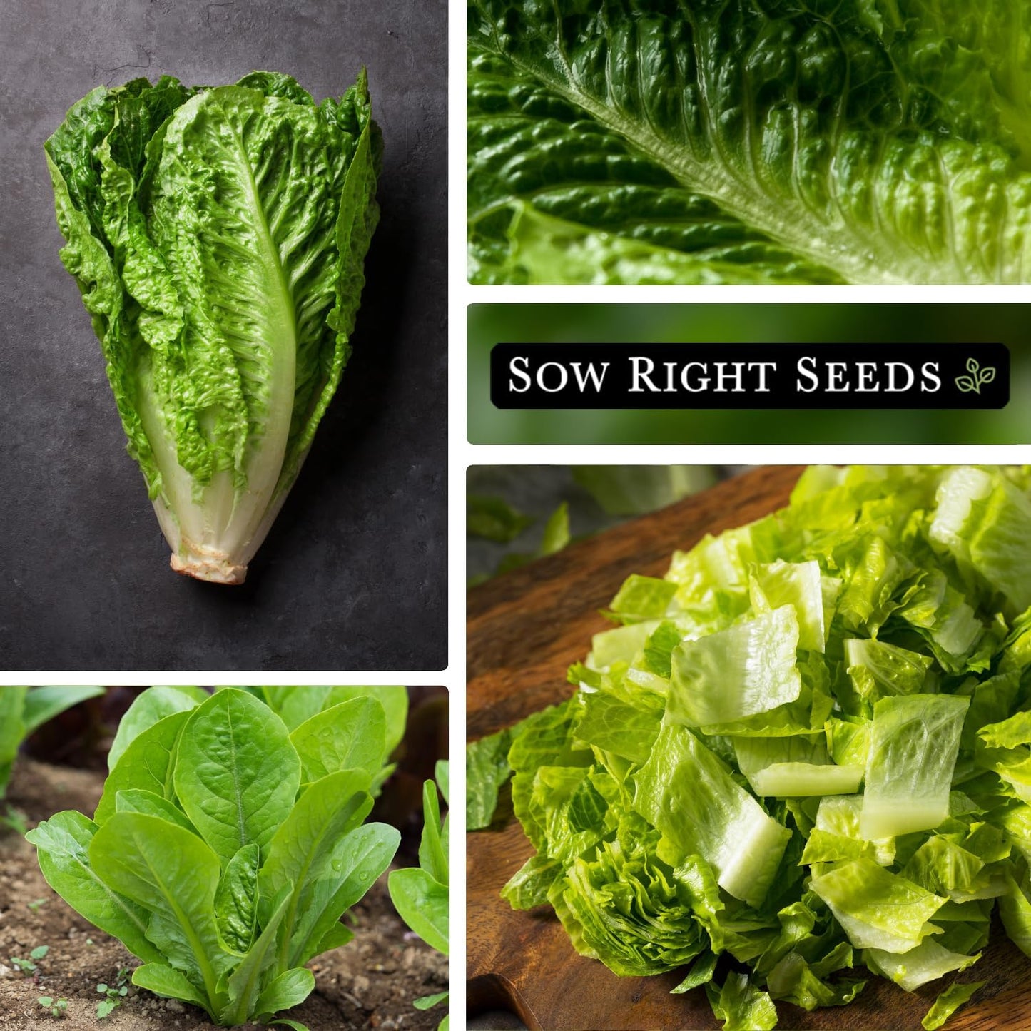 Packet (1) Sow Right Seeds - Jericho Lettuce Seeds for Planting - Non-GMO Heirloom with Instructions to Plant a Home