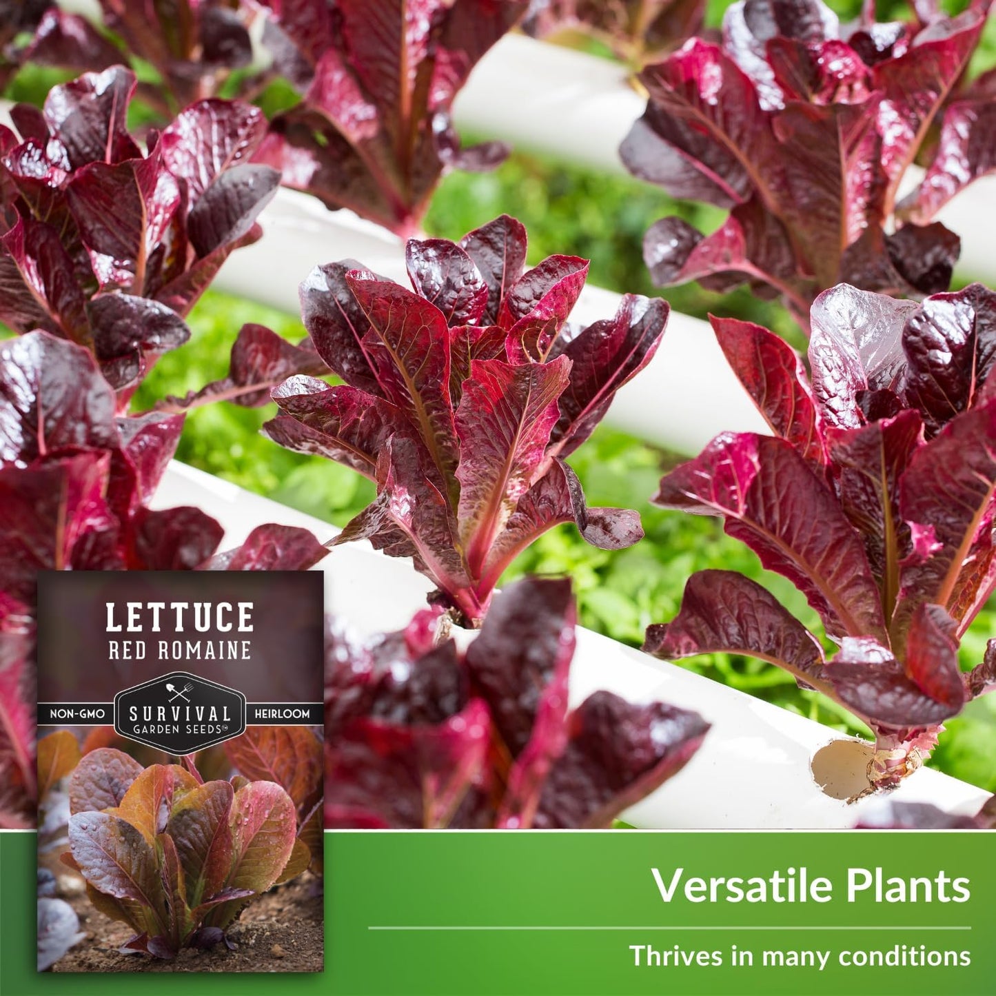 (5 Packs) Red Romaine Lettuce Seeds for Planting - Crisp Red Leaf Romaine Lettuce Seeds for Garden Growing, High Yield