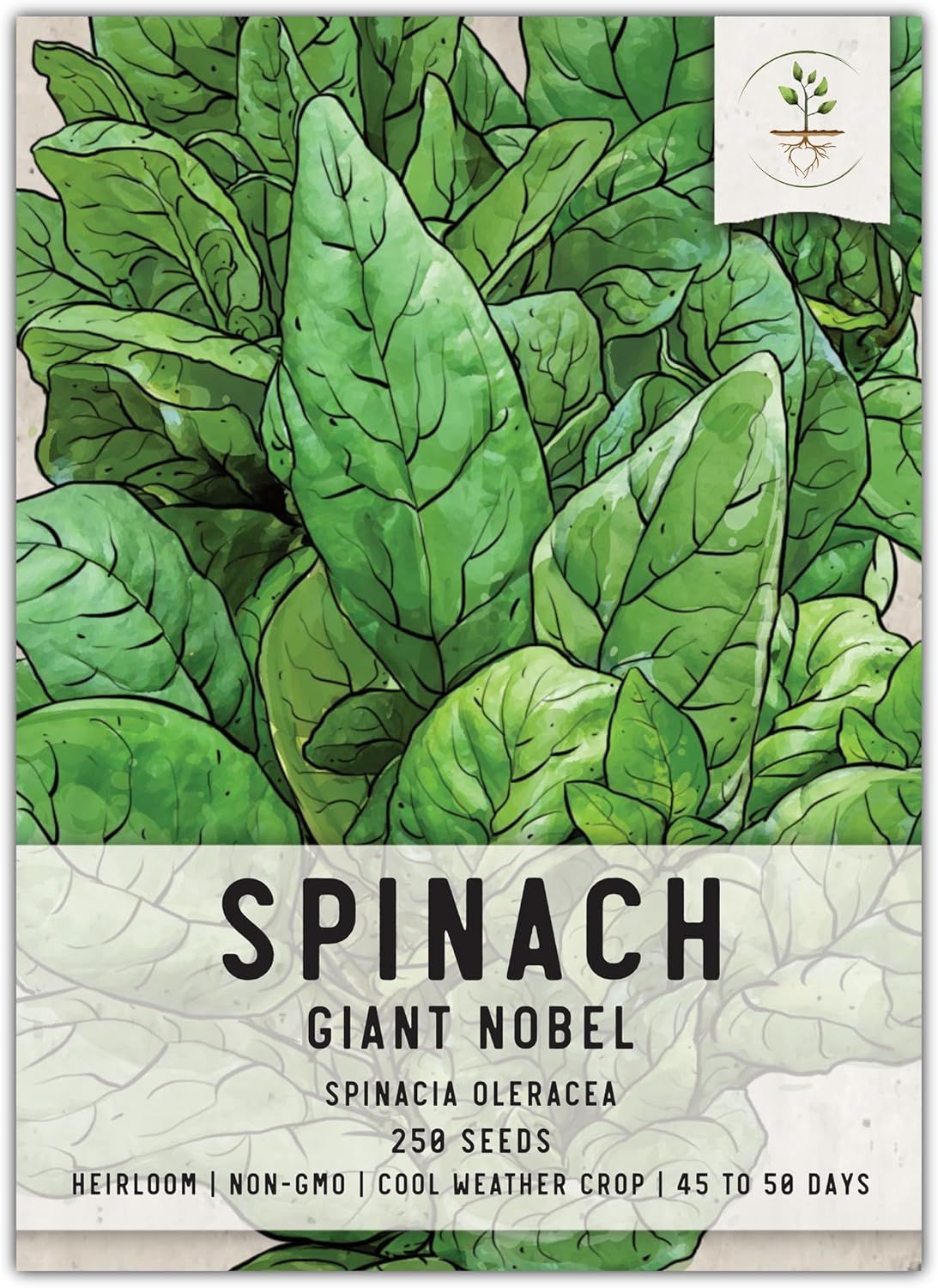 250 (1 Pack) Seed Needs, Giant Noble Spinach Seeds - Heirloom Seeds for Planting Spinacia oleracea - Make Your Own