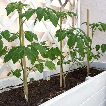 BOVITRO 12-Inch Natural Bamboo Plant Stakes - 20 Pcs Support for Tomatoes, Beans & Potted Plants