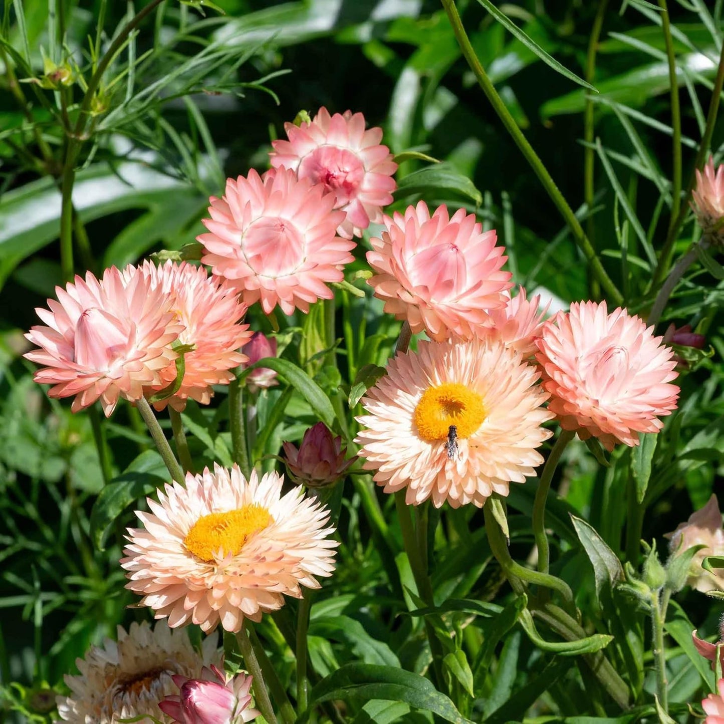 Eden Brothers Strawflower Seeds - King Size Salmon