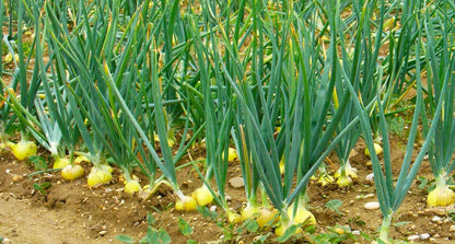 1015Y 400+ Count 1000+ 2026 TomorrowSeeds - Texas SuperSweet Onion Seeds - & Burgundy Red Onion - for Planting Official