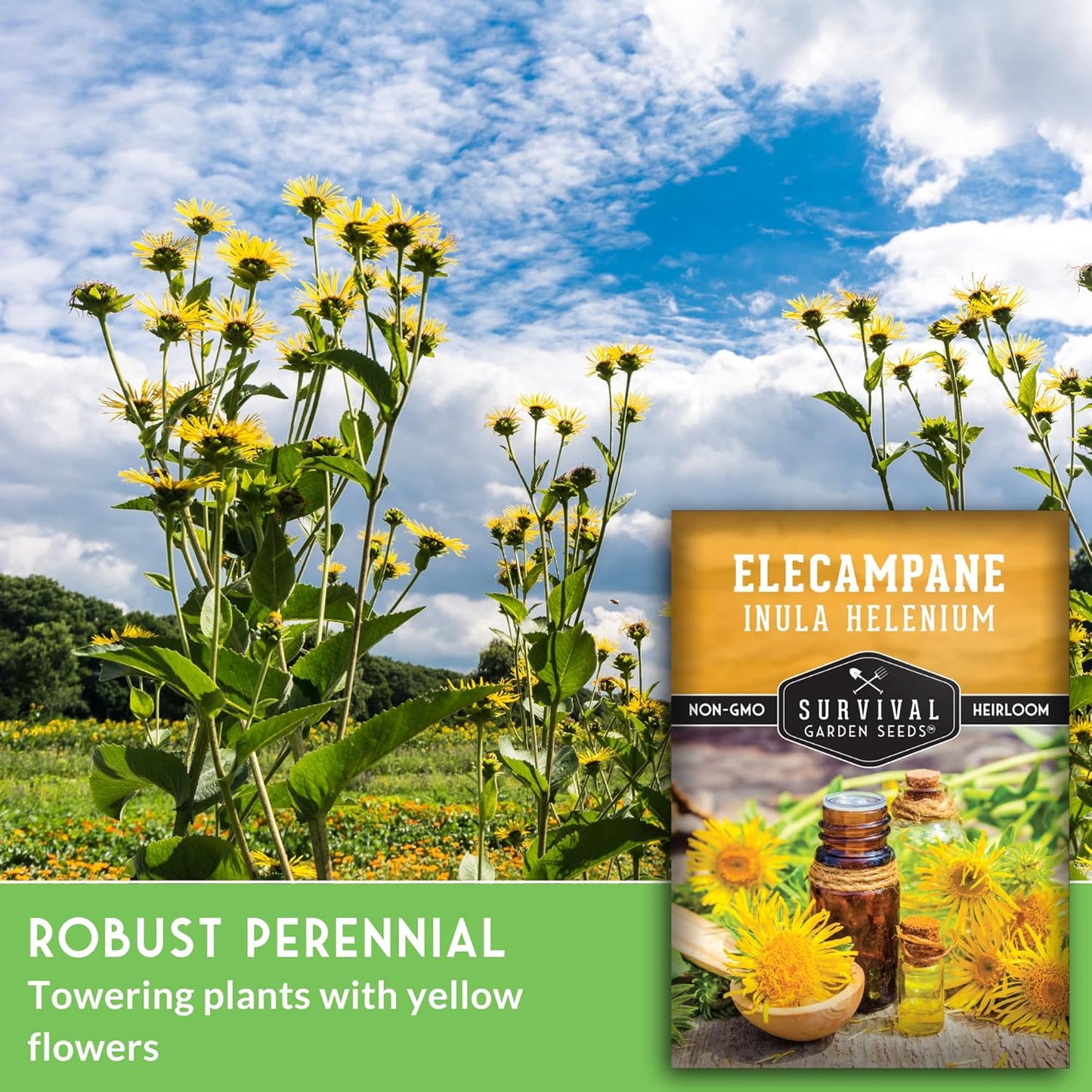 (1 Pack) Elecampane Seeds for Planting - Traditional Medicinal Herb (Inula helenium) with Tall Yellow Blooms