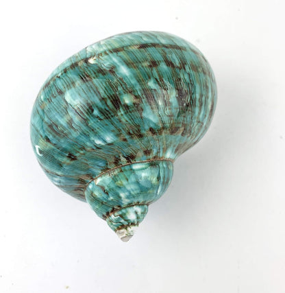 Worlds 3-1/2"~4" Inch Large Polished Green Jade Turbo Sea Shells&Hermit Crab Sea Shells,Turbo Shells
