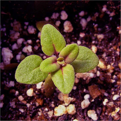 5,000 (1 Pack) Seed Needs, Mother of Thyme Creeping Thyme Seeds Seeds for Planting Thymus serpyllum - Perennial Flowers