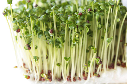 Nature Jims Sprouts Broccoli Sprout Seeds - Certified Organic for Indoor/Outdoor Use - Rich in Sulforaphane Healthy, Nutritious Broccoli Seeds Sprout in 5 Days - 8oz