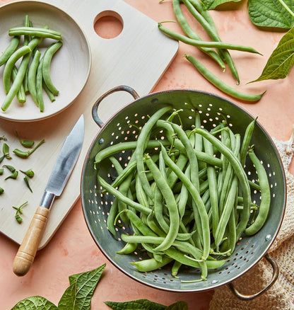 274 2 Burpee Blue Lake Bush Bean Seeds ounces of seed