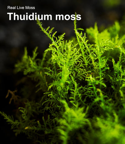 Live Moss Variety Pack for Reptiles– 3-Pack Mixed Real Terrarium Mosses (Each 3.5" x 7") – Live Sheet/Sphagnum Moss for Snake Gecko Turtle Frog Habitats, DIY Plant Décor – Fresh Reptiles Substrate