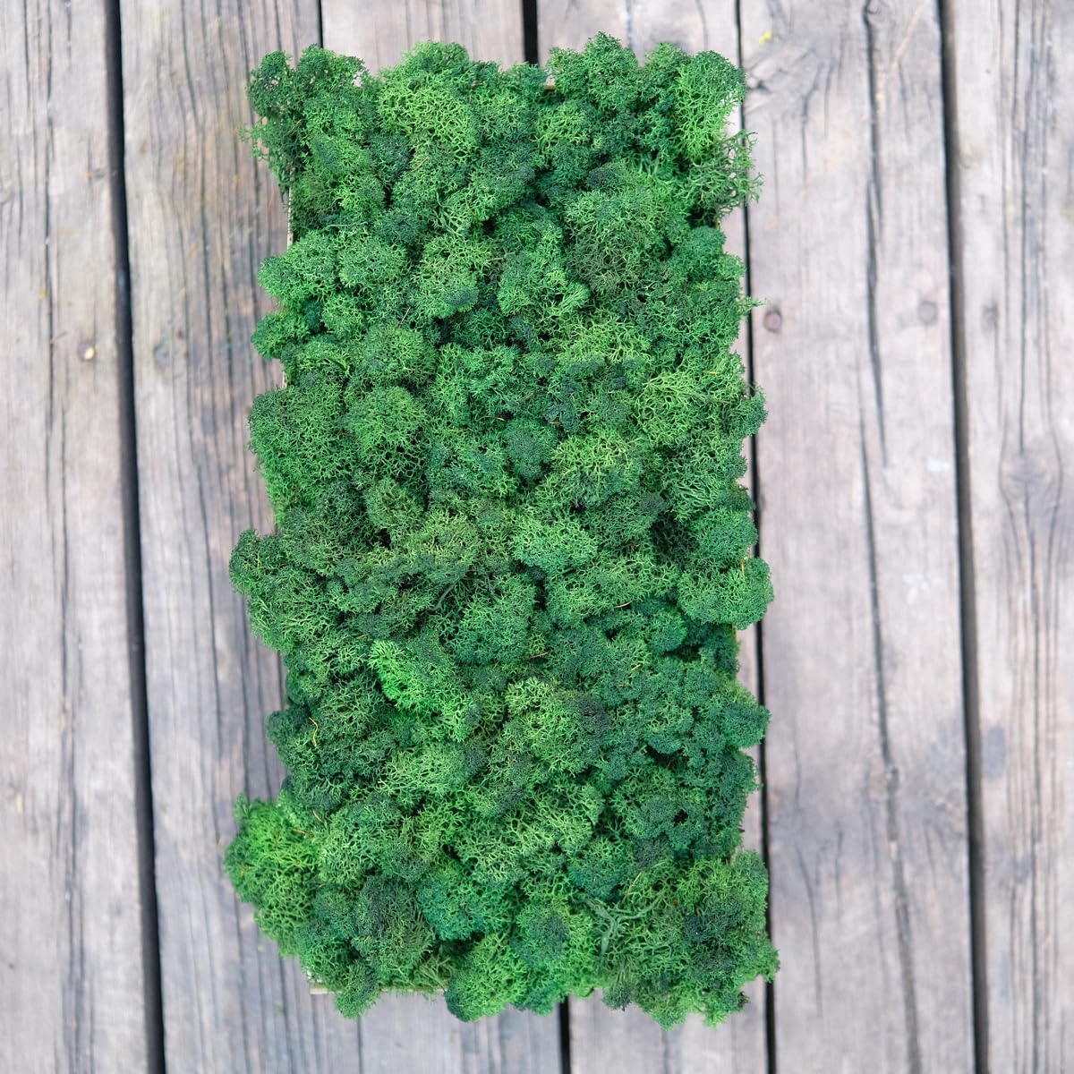 Prefleur Preserved Reindeer Moss Natural Green DIY Kit Terrariums Gardenning Art Wall Decor Florist Decor Easter Table Decor Wedding Decor (0.85lb) (Green-04)