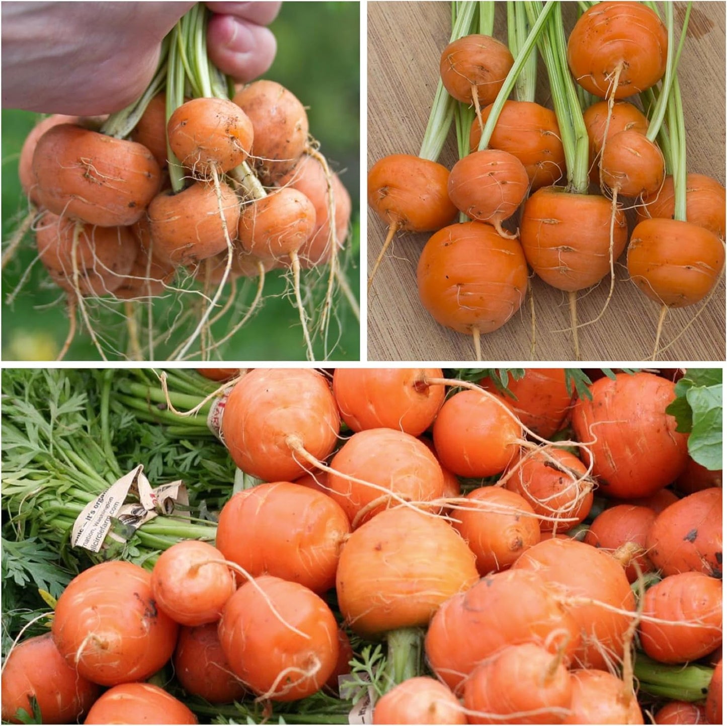 (5 Packs) Seed Needs Carrot Seeds for Planting Paris Market Carrots - Non-GMO Heirloom & Untreated Annual Cool Weather