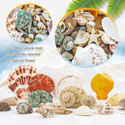 WFPLUS 200+pcs Mixed Sea Shells, Natural Seashells and Starfish for Fish Tank, Home Decorations, DIY Crafts