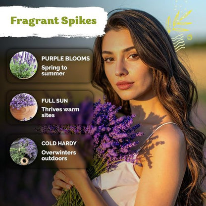 KVITER English Lavender Seeds - Heirloom Non-GMO Lavender (Lavandula Angustifolia) for Indoor & Outdoor Gardens | Organic Flower Seeds