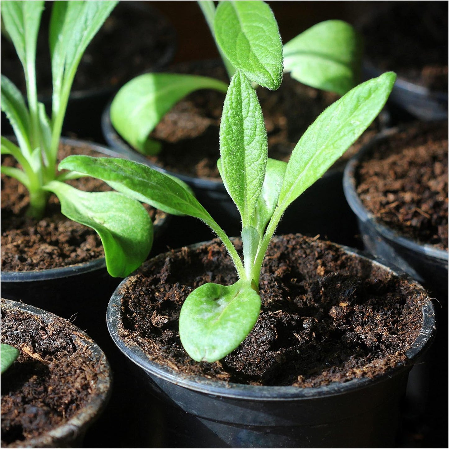 (2 Packs) Seed Needs Artichoke Seeds for Planting Green Globe Artichokes - Non-GMO Heirloom & Untreated - Grow an