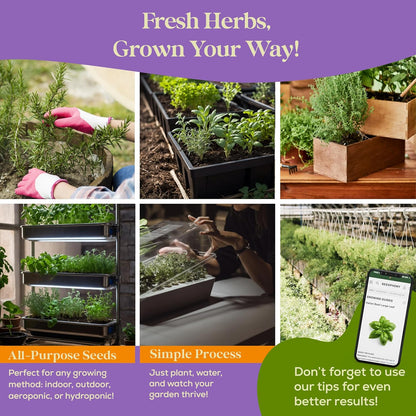 25 Pack 13,055+ Culinary Herb Seeds Variety - Non-GMO Heirloom Herbs Seeds for Planting Indoor & Outdoor: Rosemary