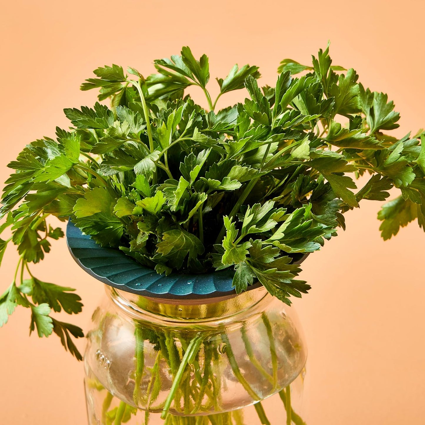 2 2 Pack Modern Sprout Produce Keeper for Fresh Herbs & Greens - Eco-Friendly, BPA-Free, Sustainable Materials