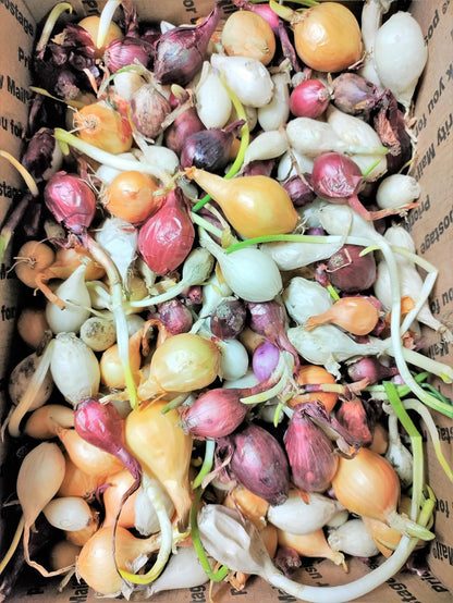 3 Sets (Bulbs) 1 (~100 Sets) 2026 TomorrowSeeds - Colors Mix Onion - Pound - Fresh Crop, Stored Cold, for Planting