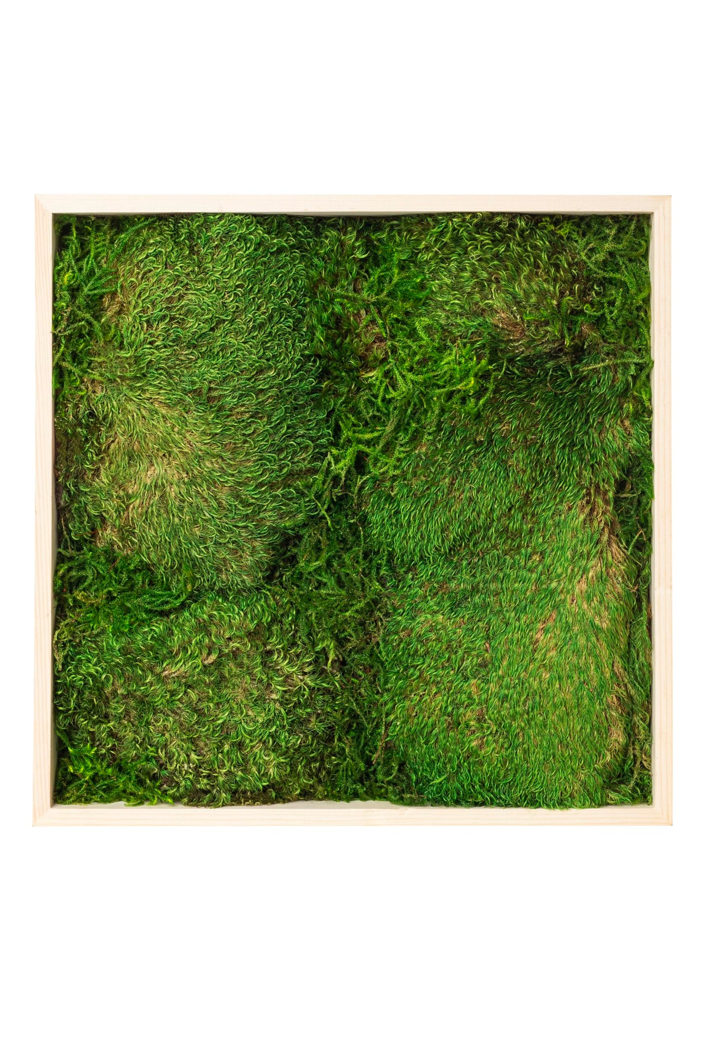 SuperMoss (20251 Mood Moss Frame Handcrafted in the USA for Stunning Moss Wall Decor – Zero Maintenance, Perfect for Home, Office, and Weddings, 24” x 24”, Fresh Green