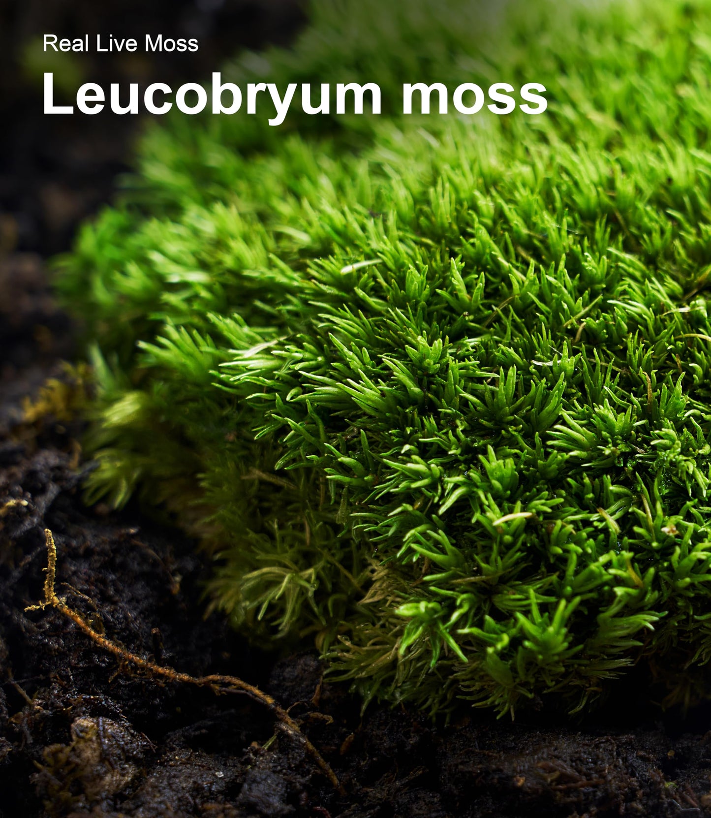 Live Moss Variety Pack for Reptiles– 3-Pack Mixed Real Terrarium Mosses (Each 3.5" x 7") – Live Sheet/Sphagnum Moss for Snake Gecko Turtle Frog Habitats, DIY Plant Décor – Fresh Reptiles Substrate