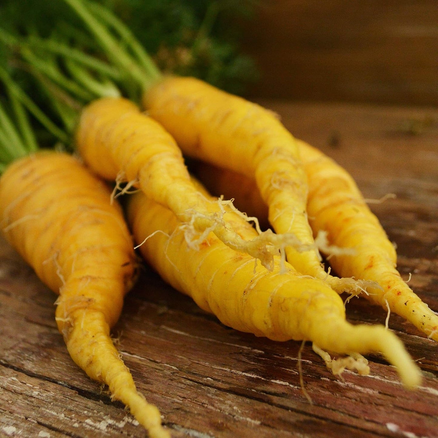 150 Solar Yellow Carrot - Seeds - Heirloom & Open-Pollinated Variety, Non-GMO Vegetable Seeds for Planting Indoors