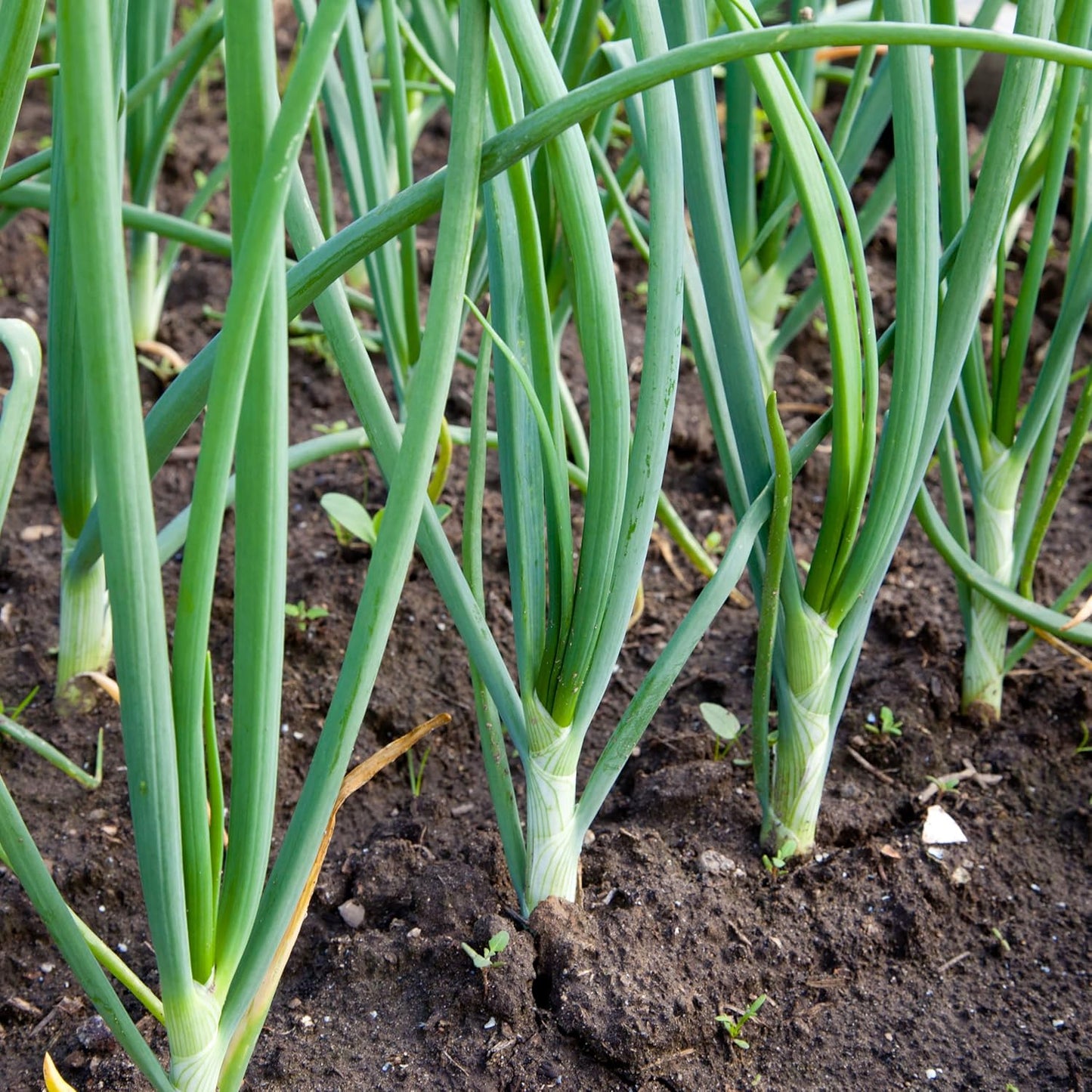 Sets 8 oz, Bulbs 60-80 Bulbs, White Ebenzer Onion Heirloom Non-GMO for Garden, Stargazer Perennials