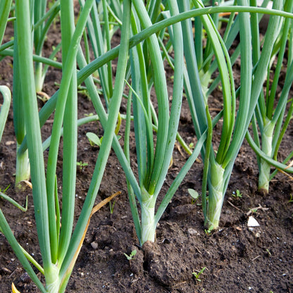 Sets, 8 oz, Bulbs, 50-60 Count Red Baron Red Onion Non-GMO Stargazer Perennials