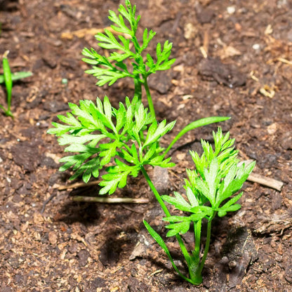 (5 Packs) Seed Needs Carrot Seeds for Planting Paris Market Carrots - Non-GMO Heirloom & Untreated Annual Cool Weather
