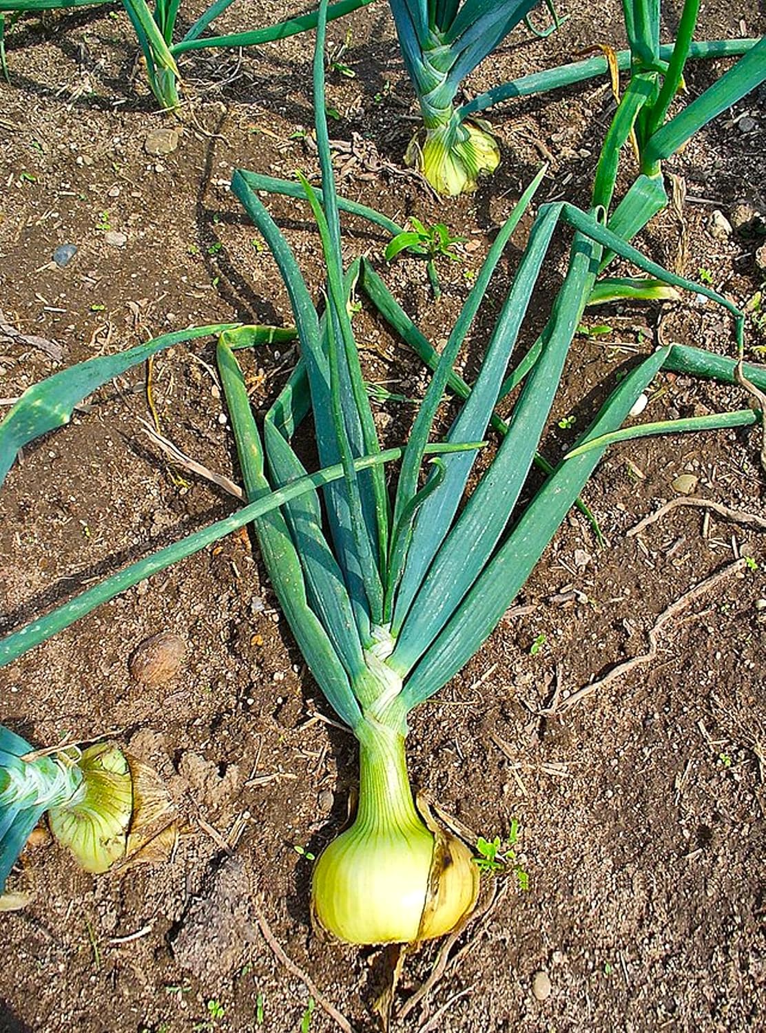 1015Y 400+ Count 1000+ 2026 TomorrowSeeds - Texas SuperSweet Onion Seeds - & Burgundy Red Onion - for Planting Official