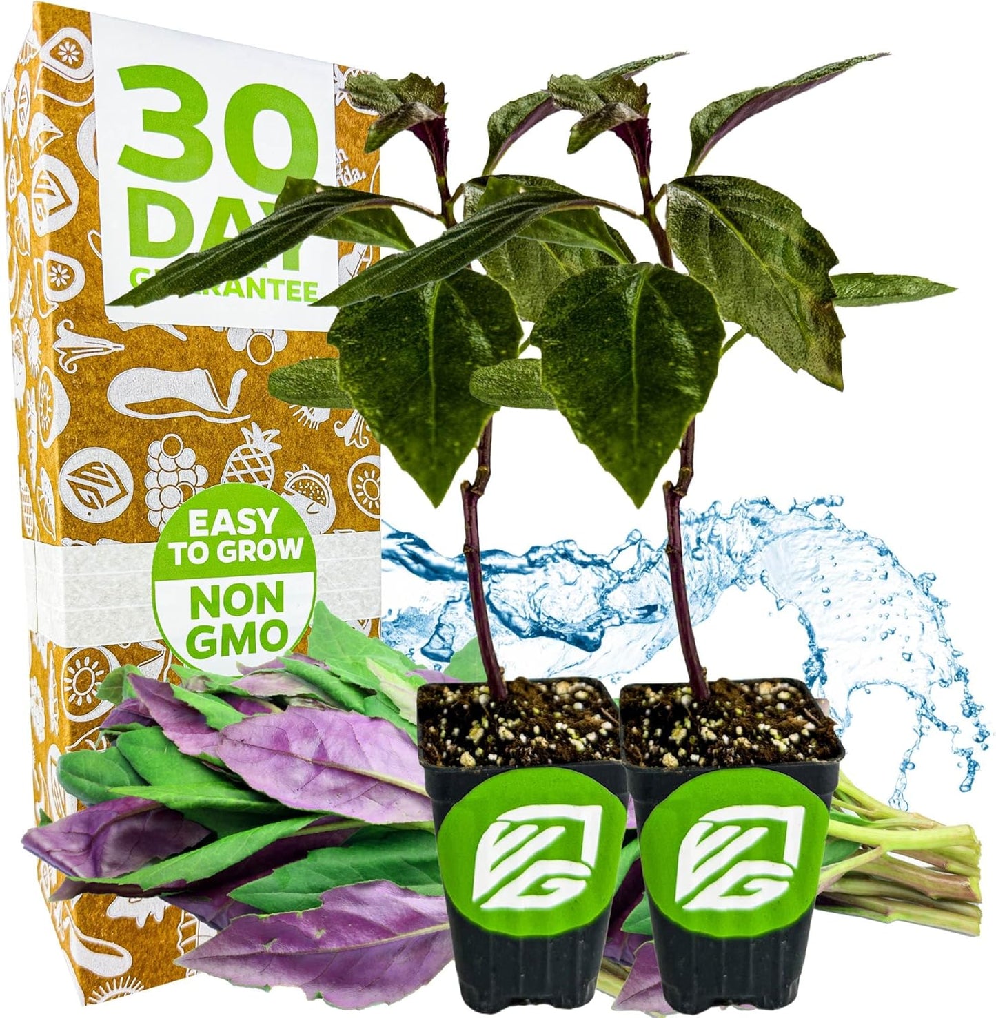 (2-Pack) Okinawa Spinach - Gynura crepioides - Wellspring Garden Starter Plant - Easy to Grow Edible Plant - Vegetable