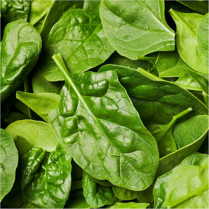 250 (5 Packs) Seed Needs, Giant Noble Spinach Seeds - Heirloom Seeds for Planting Spinacia oleracea - Make Your Own