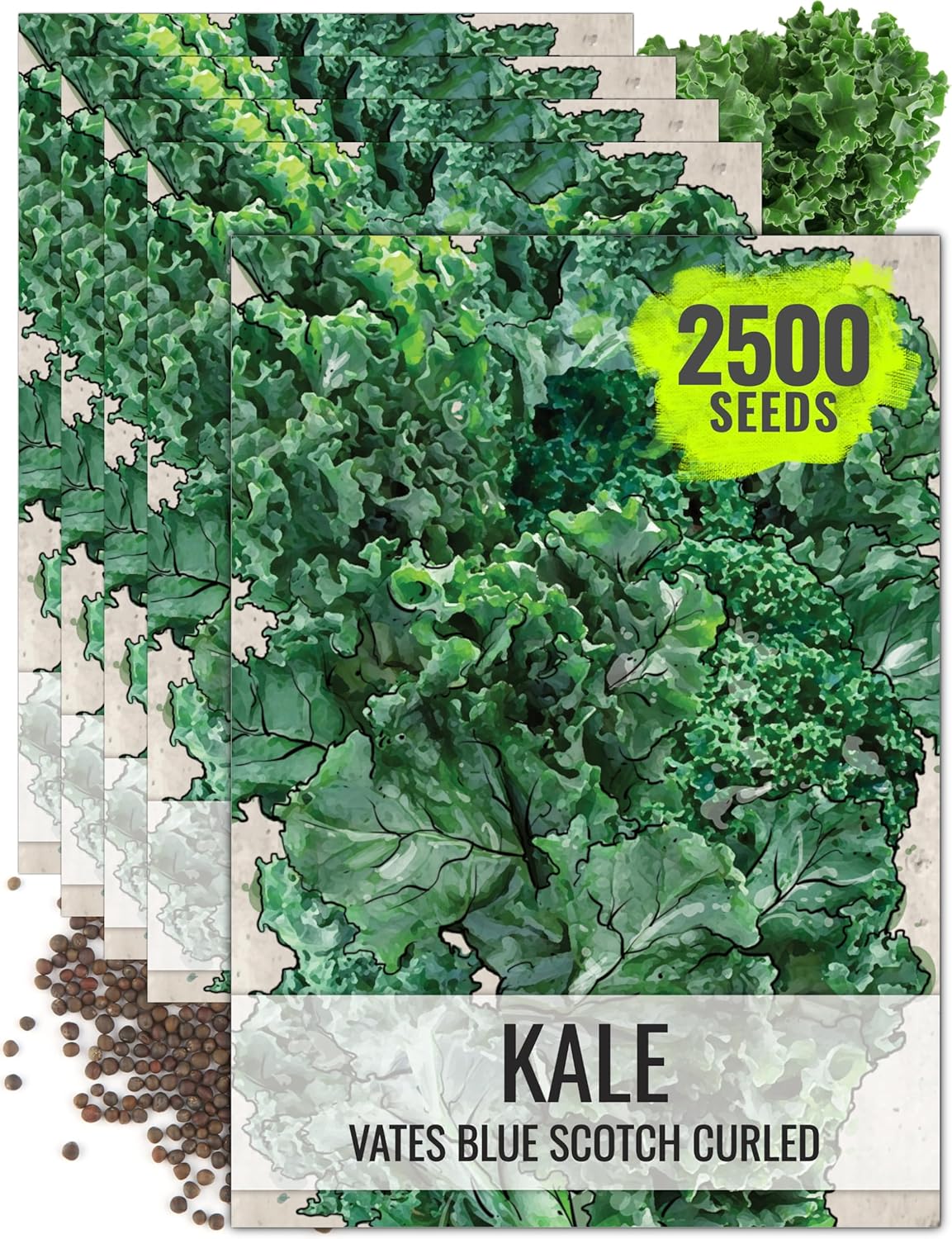(5 Packs) Seed Needs Kale Seeds for Planting Vates Blue Scotch Curled Kale Vegetables - Non-GMO Heirloom & Untreated