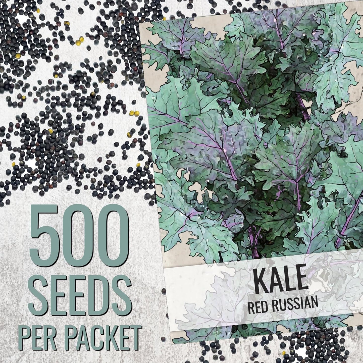 (1 Pack) Seed Needs Kale Seeds for Planting Red Russian Kale Vegetables - Non-GMO Heirloom & Untreated Vegetable Seed